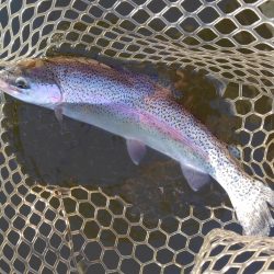 大安トラウトレイク釣果